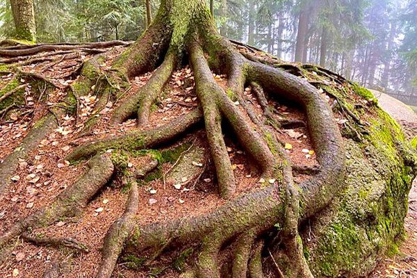 Wald erleben