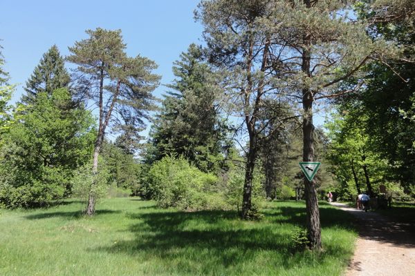 Heidewiese an der Schongauer Alm