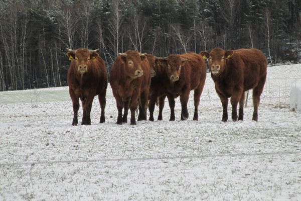 Biohof-Brunner - Rinder auf der Weide im Winter