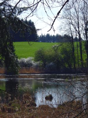 Der Rohrmooser Weiher.
