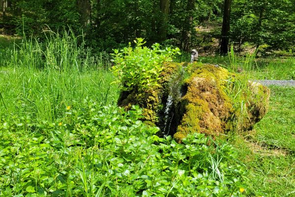 Brünnlein am Weißfichtensee