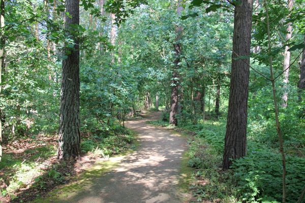 Waldweg am Rollstuhlwanderweg