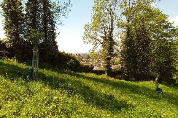 Schlossbergwiese (Mai 2022)
