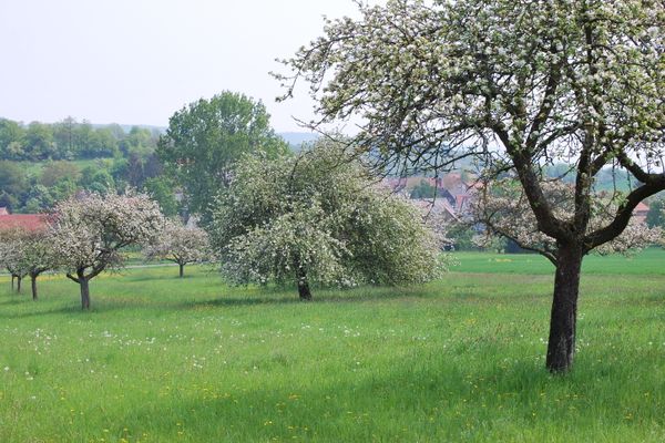 Blühende Obstbäume vor Mailes