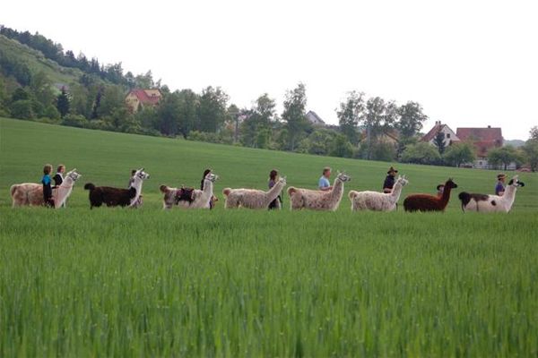 Es gibt auch Touren mit den Haßberg-Lamas!