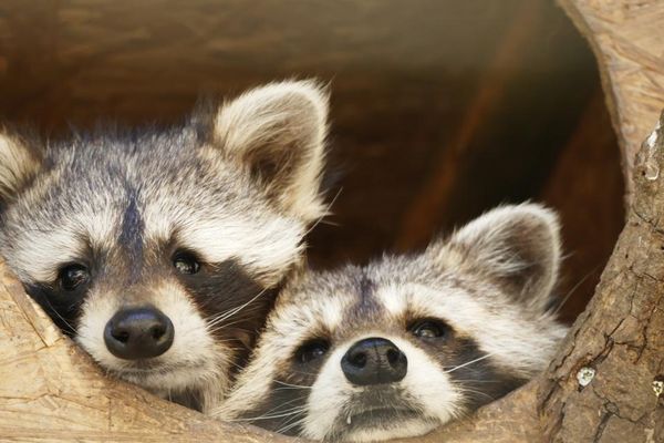 Waschbären im Bergtierpark Fürth