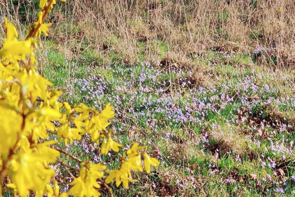 Frühblüher zwischen Altenmedingen und den Großsteingräbern von Haaßel. Im Vordergrund blüht eine gelbe Forsythie, dahinter leuchten violette Frühlingsblumen auf einer Lichtung.