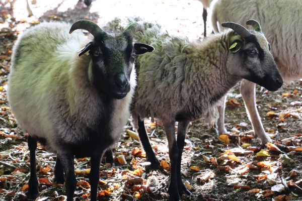 Zwei Heidschnucken auf einer Wiese