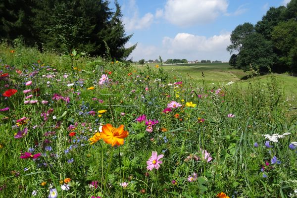 Blick über eine bunte Blumenwiese am Waldrand. Dahinter sind Felder zu sehen und in der Ferne ein Ort. Es ist herrliches Sommerwetter.