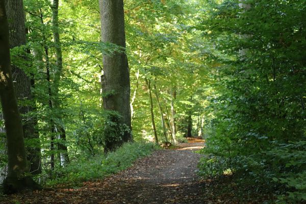 Waldweg in der Eckernworth