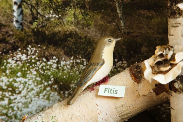 Fitis