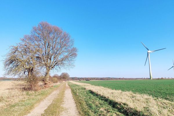 Ein unbefestigter Feldweg führt von Haaßel in Richtung Groß Thondorf. Die Szenerie ist geprägt von weitem Ackerland, alten Bäumen am Wegrand und modernen Windkraftanlagen. Das Motiv steht exemplarisch für die landwirtschaftlich geprägte Kulturlandschaft der Heideregion Uelzen – offen, weit und im Wandel.