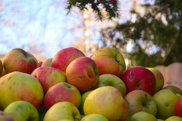 Mostäpfel warten auf die Weiterverarbeitung zum Cidre