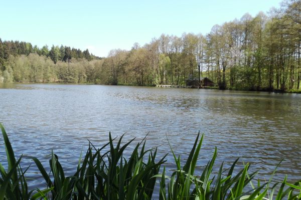 Natur pur - am Zechteich in Marienweiher