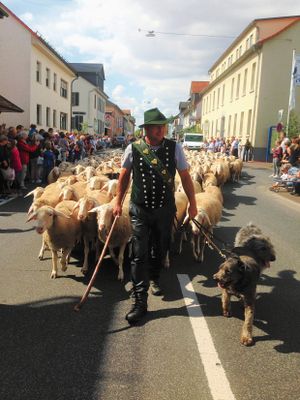Ein Straßenzug mit dichter Bebauung und vielen Zuschauern am Straßenrand. Das Bild wurde direkt von der Straße aus aufgenommen. Ein Festzug bewegt sich dem Betrachter entgegen. Im Zentrum steht ein Schäfer in traditioneller Kleidung mit Hund und Schafherde hiner sich.