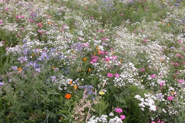 Der Betrachter blickt auf eine bunte Blumenwiese.