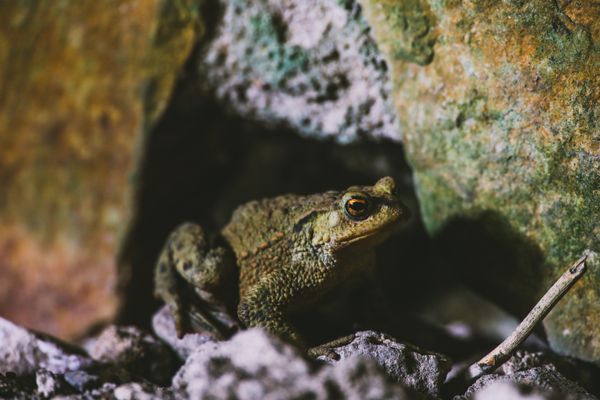 Für die Erdkröte bildet die Ruine WIldberg einen wichtigen Lebensraum.