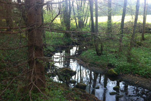 Der Weg schlängelt sich am Brünnlesbach entlang