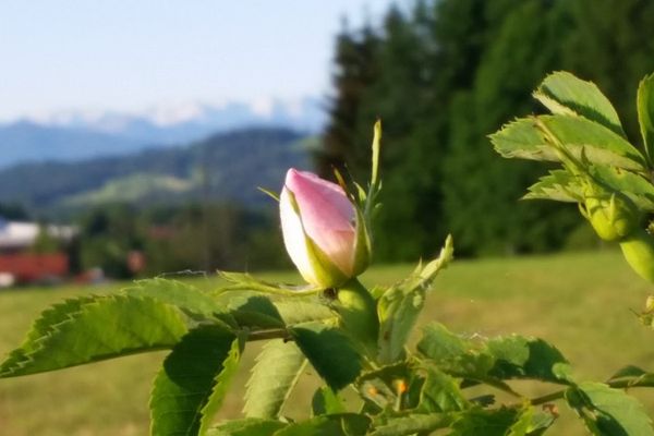 Paradieshof - Café, Events, Obst, Kräuter