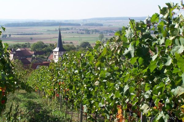 Weinberg Unfinden