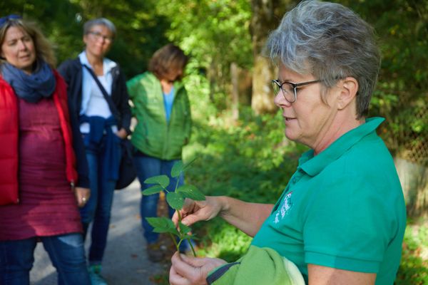 Kräuterführerin erklärt drei Frauen eine Pflanze