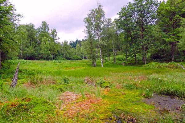 Moorlandschaft Rotes Wasser