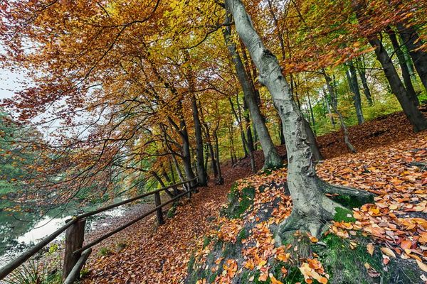 Weg durch die herbstliche Eckernworth links sieht man einen Teich