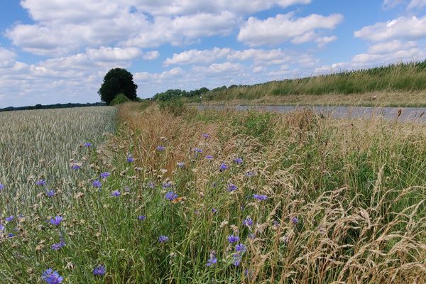 Blühender Feldrand mit violetten Kornblumen und hohem Gras neben einem Getreidefeld, rechts eine schmale Landstraße, im Hintergrund ein einzelner Baum und weiter Himmel mit Quellwolken; zwischen den Blüten sitzt ein orangefarbener Schmetterling.