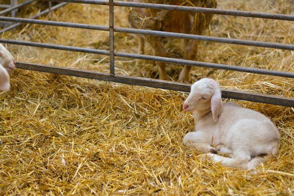 Der Betrieb von Georg Distler gilt als Beispiel für Tierschutz in vollendeter Form