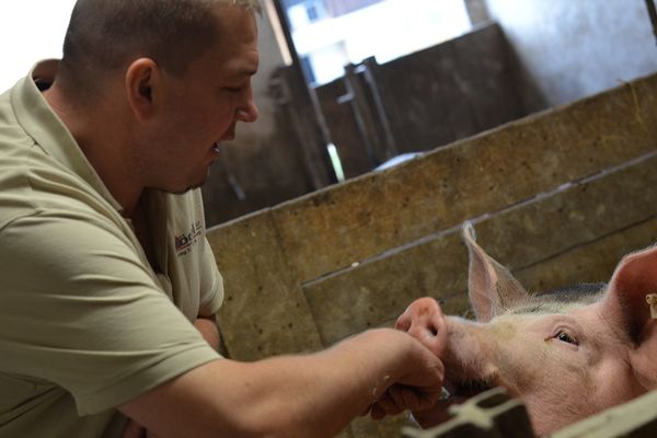 Die Schweine bei Stefan Schaffer wachsen langsamer und werden bis zu 150 kg schwer.