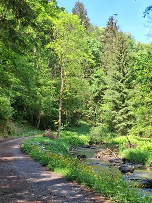 Ein befestigter Weg führt am grasigen Bachufer entlang. Hohe, sonnige Laubbäume spenden am Wegrand Schatten.