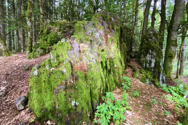 Das Geotop Bonifatiuskanzel versteckt sich inmitten des Waldes auf dem Rundwandwerg Bergmähwiesenpfad in Grebenhain-Herchenhain, in der hessischen Vulkanregion Vogelsberg.