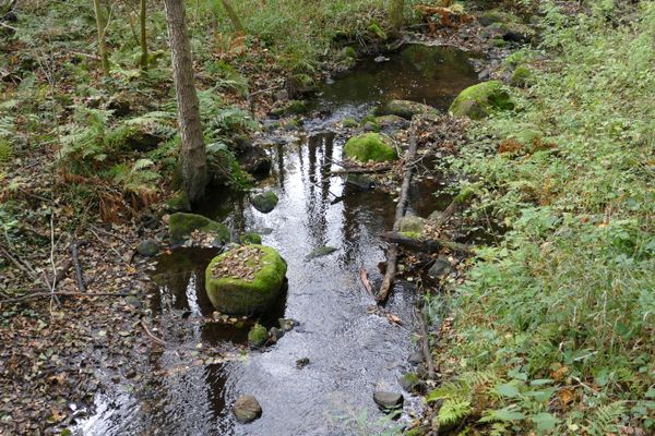 Bachlauf am Hirschgeweihweg