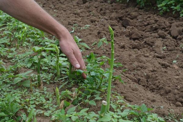 Grün wird der Spargel von der Sonne wenn er oberirdisch wächst.