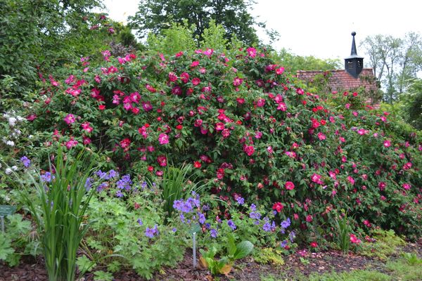Strauchrose "Viggo", dahinter die kleine Kapelle im Schlosspark
