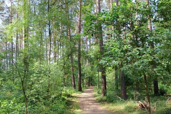 Waldweg am Rollstuhlwanderweg