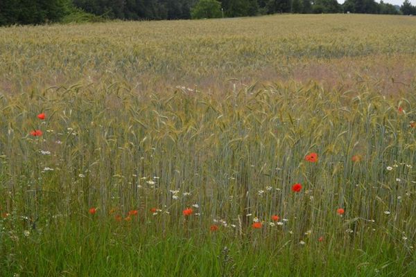 Ackerblühstreifen und Getreidefelder rund um Hausen