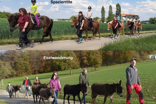 Eselwanderung & Spazierritte