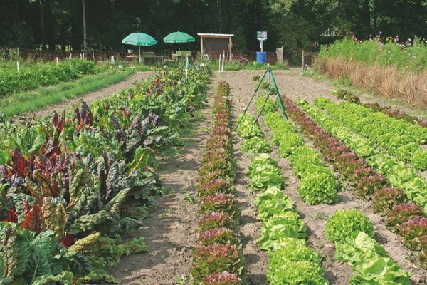 Feld mit reifen Salatköpfen zum ernten bereit