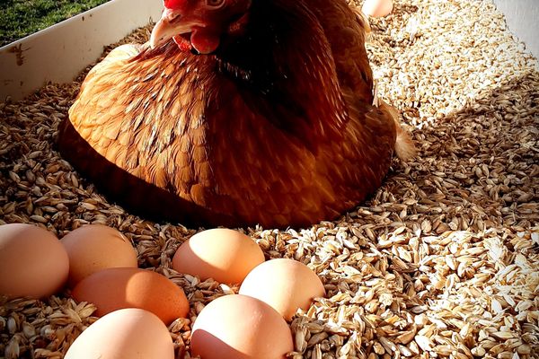 Ein rotbraunes Huhn sitzt auf einem Band von Körnern und vor ihm liegen einige Eier. Es scheint zu brüten. Dahinter ist der Teil einer grünen Wiese zu sehen.