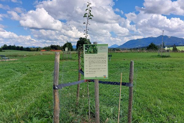 Streuobstwiese bei Bad Bayersoien