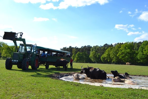 Traktor mit Besucherwagen auf der Nutztiersafari beim Biogut Bauck; mehrere Rinder stehen und liegen auf einer Weide am Wasser.