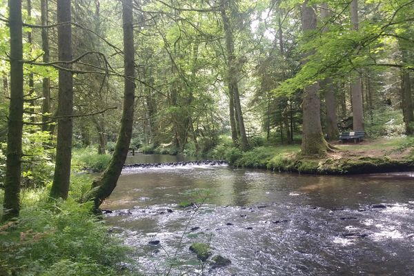 Ein breiter Bach fließt durch den schattigen Laubwald im Perlbachtal. Am Bachrand steht vor einem Baum eine grüne Bank.