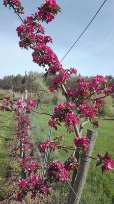Rote Apfelblüte gibt roten Apfelsaft