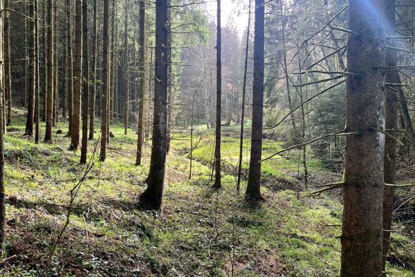 Sonnenstrahlen leuchten durch die Äste der Bäume. Der Waldboden ist mit Gräsern und Gestrüpp bedeckt. Ein Bachlauf schlängelt sich zwischen den Bäumen.