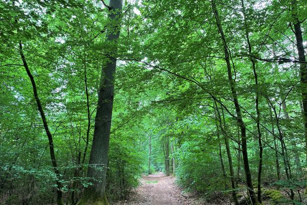 Waldweg im Rießel bei Bad Bevensen