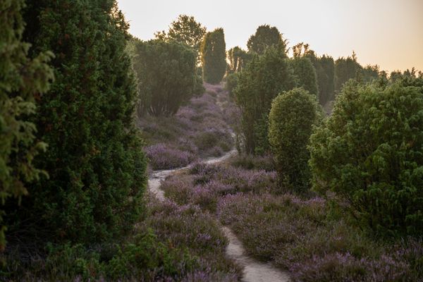 Schmaler Sandpfad in die Heidefläche bei blühender Heide und grünen Wacholdern