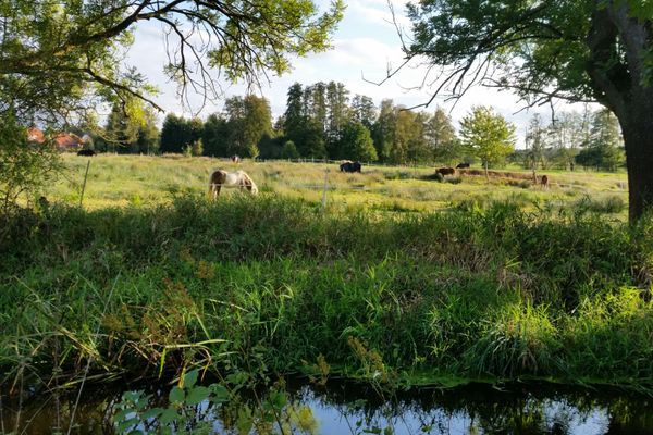 Blick über die Auenlandschaft bei Wieren mit Bachlauf, grünen Wiesen und weidenden Pferden.