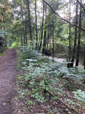 Ein Wanderweg, gesäumt von Laubgewächs und hohen Bäumen, verläuft parallel zu einem Waldbach.