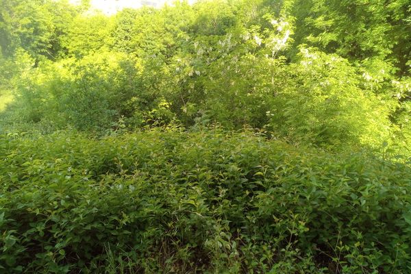 Die Wiesenfläche vor der Freistellung (Mai 2020)